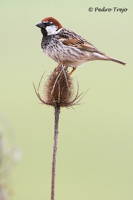 Gorrión moruno (Passer hispaniolensis)